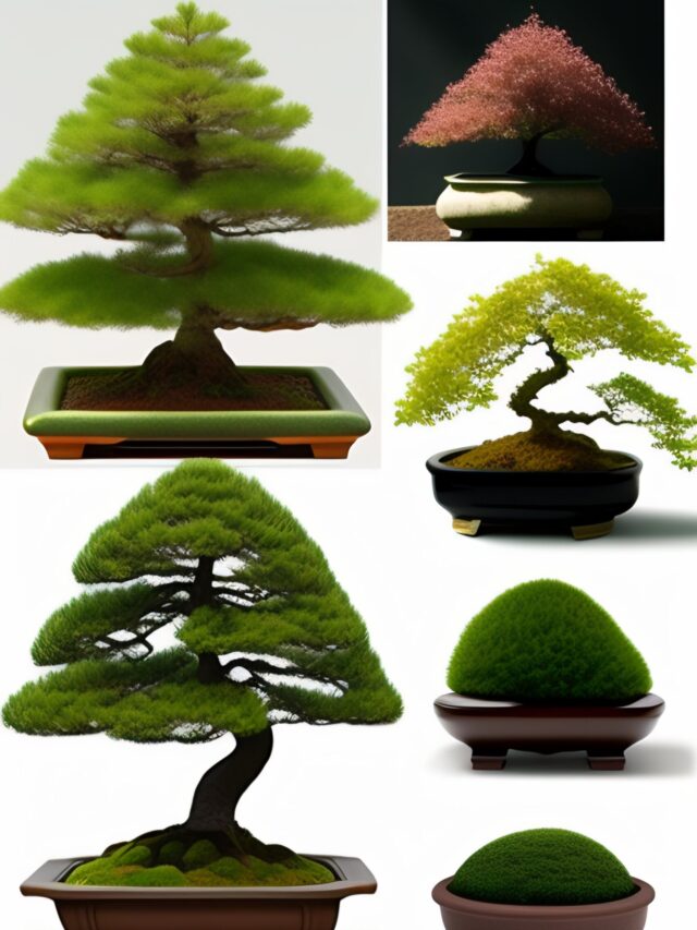 10 Steps to grow a bonsai tree at Home.